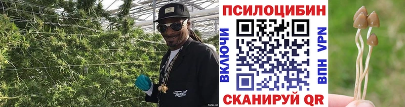 Купить закладки  Иланский  Галлюциногенные грибы Cubensis 